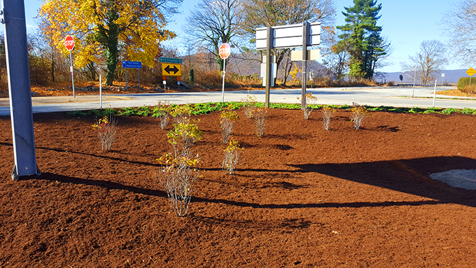 Commercial landscape planting